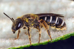 Halictus simplex s.l. / Gewhnliche Furchenbiene / Schmal- / Furchenbienen - Halictidae / Ordnung: Hautflgler - Hymenoptera