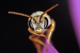 Halictus (Seladonia) subauratus / Dichtpunktierte Goldfurchenbiene / Schmal- / Furchenbienen - Halictidae / Ordnung: Hautflgler - Hymenoptera