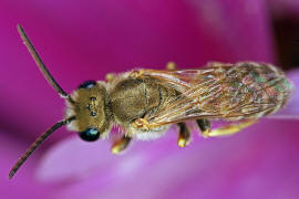 Halictus (Seladonia) subauratus / Dichtpunktierte Goldfurchenbiene / Schmal- / Furchenbienen - Halictidae / Ordnung: Hautflügler - Hymenoptera