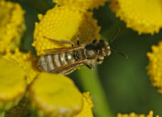 Halictus (Seladonia) subauratus / Dichtpunktierte Goldfurchenbiene / Schmal- / Furchenbienen - Halictidae / Ordnung: Hautflgler - Hymenoptera