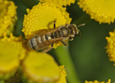 Halictus (Seladonia) subauratus / Dichtpunktierte Goldfurchenbiene / Schmal- / Furchenbienen - Halictidae / Ordnung: Hautflügler - Hymenoptera