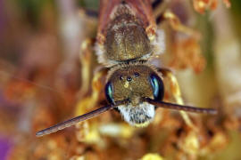 Halictus (Seladonia) subauratus / Dichtpunktierte Goldfurchenbiene / Schmal- / Furchenbienen - Halictidae / Ordnung: Hautflügler - Hymenoptera