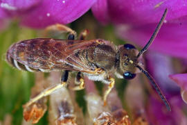 Halictus (Seladonia) subauratus / Dichtpunktierte Goldfurchenbiene / Schmal- / Furchenbienen - Halictidae / Ordnung: Hautflügler - Hymenoptera