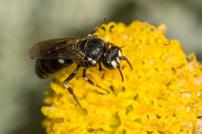 Hylaeus nigritus / Rainfarn-Maskenbiene / Colletinae - "Seidenbienenartige" / Ordnung: Hautflgler - Hymenoptera
