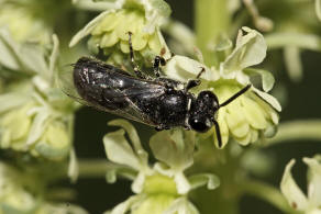 Hylaeus signatus / Reseden-Maskenbiene / Colletidae - Seidenbienenartige / Ordnung: Hautflgler - Hymenoptera