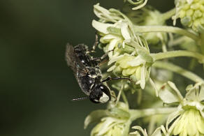 Hylaeus signatus / Reseden-Maskenbiene / Colletidae - Seidenbienenartige / Ordnung: Hautflgler - Hymenoptera