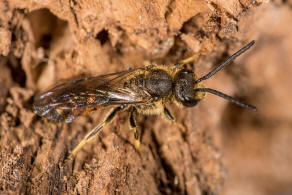 Lasioglossum (Evylaeus) albipes / Weibeinige Schmalbiene / Schmal- / Furchenbienen - Halictidae / Wildbienen / Hautflgler - Hymenoptera