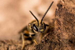 Lasioglossum (Evylaeus) albipes / Weibeinige Schmalbiene / Schmal- / Furchenbienen - Halictidae / Wildbienen / Hautflgler - Hymenoptera