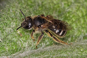 Lasioglossum (Lasioglossum) leucozonium / Weibinden Schmalbiene / Schmal- / Furchenbienen - Halictidae / Ordnung: Hautflgler - Hymenoptera