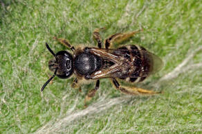 Lasioglossum (Lasioglossum) leucozonium / Weibinden Schmalbiene / Schmal- / Furchenbienen - Halictidae / Ordnung: Hautflgler - Hymenoptera