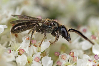 Lasioglossum morio / Dunkelgrne Gold-Schmalbiene / Schmal- / Furchenbienen - Halictidae / Ordnung: Hautflgler - Hymenoptera