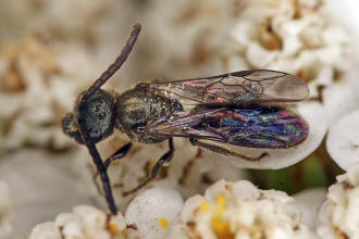 Lasioglossum morio / Dunkelgrne Gold-Schmalbiene / Schmal- / Furchenbienen - Halictidae / Ordnung: Hautflgler - Hymenoptera