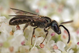 Lasioglossum morio / Dunkelgrne Gold-Schmalbiene / Schmal- / Furchenbienen - Halictidae / Ordnung: Hautflgler - Hymenoptera