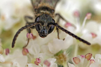 Lasioglossum morio / Dunkelgrne Gold-Schmalbiene / Schmal- / Furchenbienen - Halictidae / Ordnung: Hautflgler - Hymenoptera