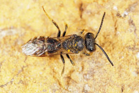 Lasioglossum (Lasioglossum) pallens / Frhlings-Schmalbiene / Schmal- / Furchenbienen - Halictidae / Ordnung: Hautflgler - Hymenoptera