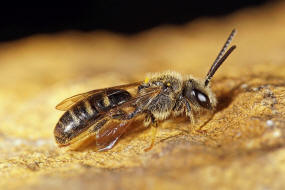 Lasioglossum (Lasioglossum) pallens / Frhlings-Schmalbiene / Schmal- / Furchenbienen - Halictidae / Ordnung: Hautflgler - Hymenoptera