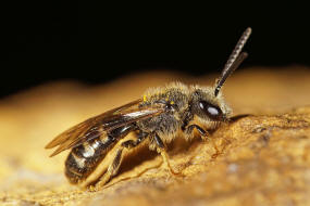 Lasioglossum (Lasioglossum) pallens / Frhlings-Schmalbiene / Schmal- / Furchenbienen - Halictidae / Ordnung: Hautflgler - Hymenoptera