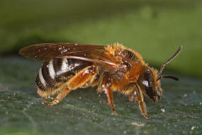 Lasioglossum (Lasioglossum) xanthopus / Groe Salbei-Schmalbiene / Schmal- / Furchenbienen - Halictidae / Ordnung: Hautflgler - Hymenoptera