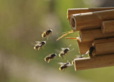 Osmia bicornis / Rote Mauerbiene (syn. Osmia rufa) / Megachilinae ("Blattschneiderbienenartige")