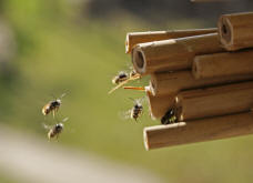 Osmia bicornis / Rote Mauerbiene (syn. Osmia rufa) / Megachilinae ("Blattschneiderbienenartige")