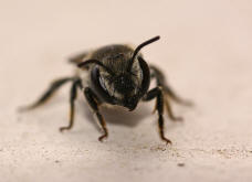 Megachile rotundata / Luzerne-Blattschneiderbiene / Megachilinae ("Blattschneiderbienenartige")