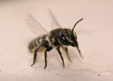 Megachile rotundata / Luzerne-Blattschneiderbiene / Megachilinae ("Blattschneiderbienenartige")