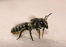 Megachile rotundata / Luzerne-Blattschneiderbiene / Megachilinae ("Blattschneiderbienenartige")