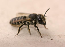 Megachile rotundata / Luzerne-Blattschneiderbiene / Megachilinae ("Blattschneiderbienenartige")