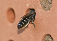 Megachile rotundata / Luzerne-Blattschneiderbiene / Megachilinae ("Blattschneiderbienenartige")