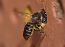 Megachile rotundata / Luzerne-Blattschneiderbiene / Megachilinae ("Blattschneiderbienenartige")