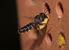 Megachile rotundata / Luzerne-Blattschneiderbiene / Megachilinae ("Blattschneiderbienenartige")