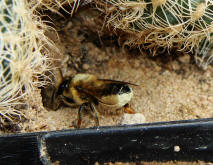 Megachile versicolor / Gemeine Blattschneiderbiene / Megachilinae ("Blattschneiderbienenartige")