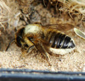 Megachile versicolor / Gemeine Blattschneiderbiene / Megachilinae ("Blattschneiderbienenartige")