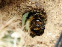 Megachile versicolor / Gemeine Blattschneiderbiene / Megachilinae ("Blattschneiderbienenartige")