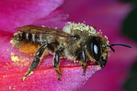 Megachile willughbiella / Garten-Blattschneiderbiene / Megachilinae ("Blattschneiderbienenartige") / Hautflügler - Hymenoptera