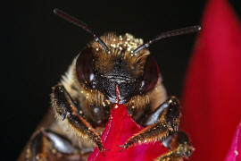 Megachile willughbiella / Garten-Blattschneiderbiene / Megachilinae ("Blattschneiderbienenartige") / Hautflügler - Hymenoptera