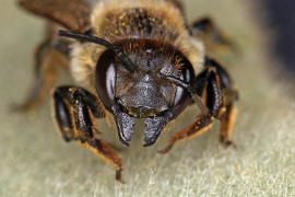 Megachile willughbiella / Garten-Blattschneiderbiene / Megachilinae ("Blattschneiderbienenartige") / Hautflügler - Hymenoptera