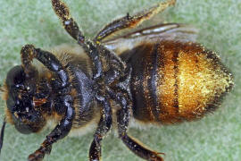 Megachile willughbiella / Garten-Blattschneiderbiene / Megachilinae ("Blattschneiderbienenartige") / Hautflgler - Hymenoptera