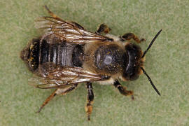 Megachile willughbiella / Garten-Blattschneiderbiene / Megachilinae ("Blattschneiderbienenartige") / Hautflügler - Hymenoptera