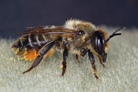 Megachile willughbiella / Garten-Blattschneiderbiene / Megachilinae ("Blattschneiderbienenartige") / Hautflügler - Hymenoptera