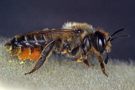 Megachile willughbiella / Garten-Blattschneiderbiene / Megachilinae ("Blattschneiderbienenartige") / Hautflügler - Hymenoptera