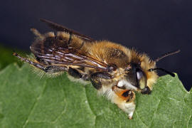Megachile willughbiella / Garten-Blattschneiderbiene / Megachilinae ("Blattschneiderbienenartige") / Hautflügler - Hymenoptera