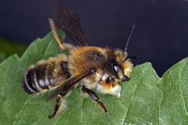 Megachile willughbiella / Garten-Blattschneiderbiene / Megachilinae ("Blattschneiderbienenartige") / Hautflügler - Hymenoptera