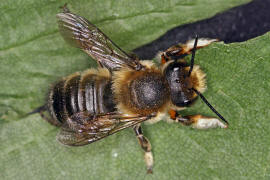 Megachile willughbiella / Garten-Blattschneiderbiene / Megachilinae ("Blattschneiderbienenartige") / Hautflügler - Hymenoptera