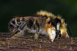 Megachile willughbiella / Garten-Blattschneiderbiene / Megachilinae ("Blattschneiderbienenartige") / Hautflügler - Hymenoptera