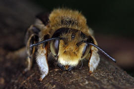 Megachile willughbiella / Garten-Blattschneiderbiene / Megachilinae ("Blattschneiderbienenartige") / Hautflügler - Hymenoptera