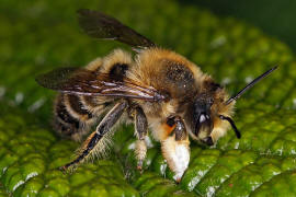 Megachile willughbiella / Garten-Blattschneiderbiene / Megachilinae ("Blattschneiderbienenartige") / Hautflügler - Hymenoptera