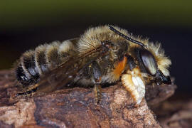 Megachile willughbiella / Garten-Blattschneiderbiene / Megachilinae ("Blattschneiderbienenartige") / Hautflügler - Hymenoptera