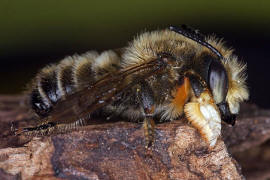 Megachile willughbiella / Garten-Blattschneiderbiene / Megachilinae ("Blattschneiderbienenartige") / Hautflügler - Hymenoptera