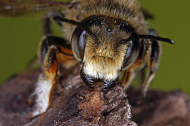 Megachile willughbiella / Garten-Blattschneiderbiene / Megachilinae ("Blattschneiderbienenartige") / Hautflügler - Hymenoptera